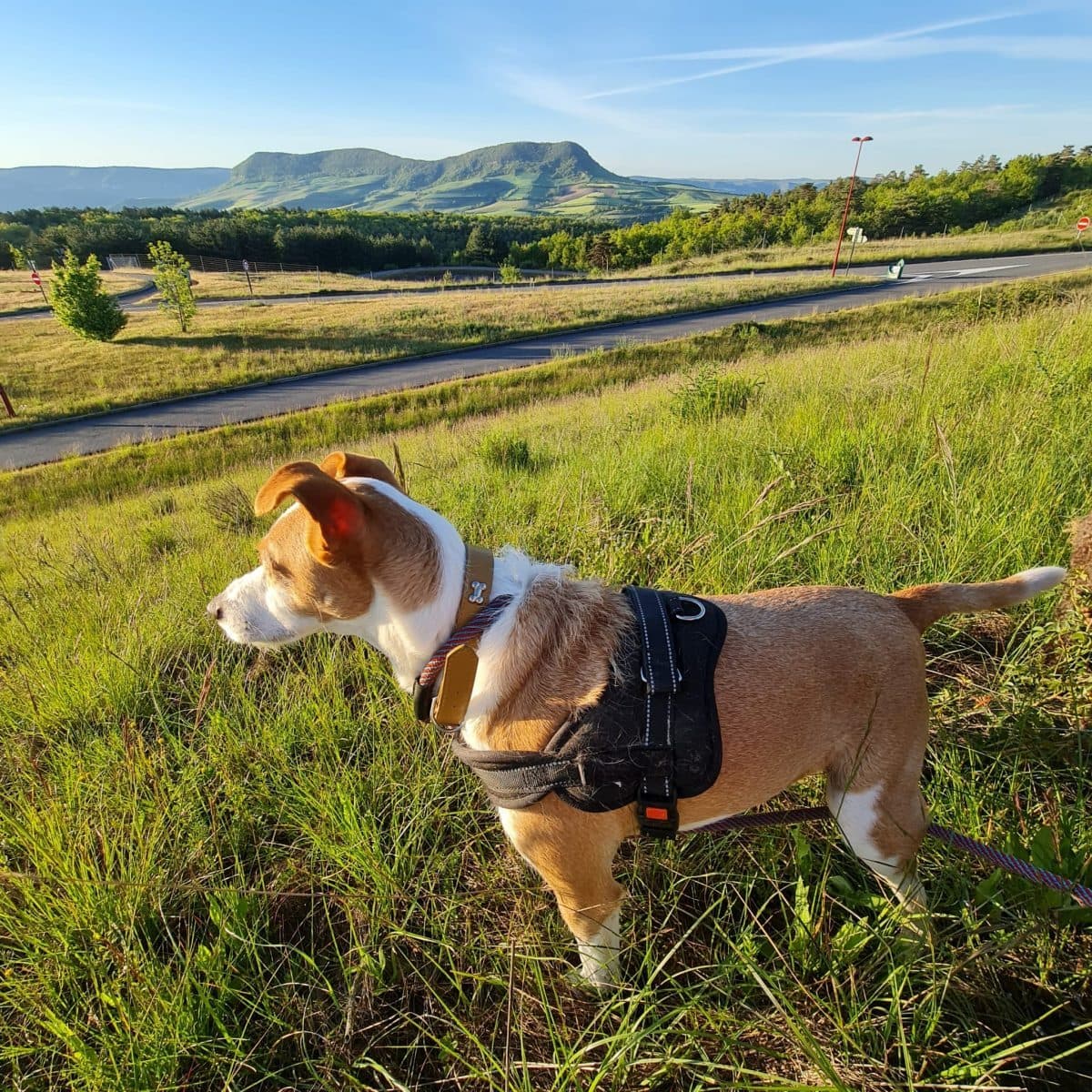 A dog on a walk break in the Spanish countryside during a ProntoPets trip